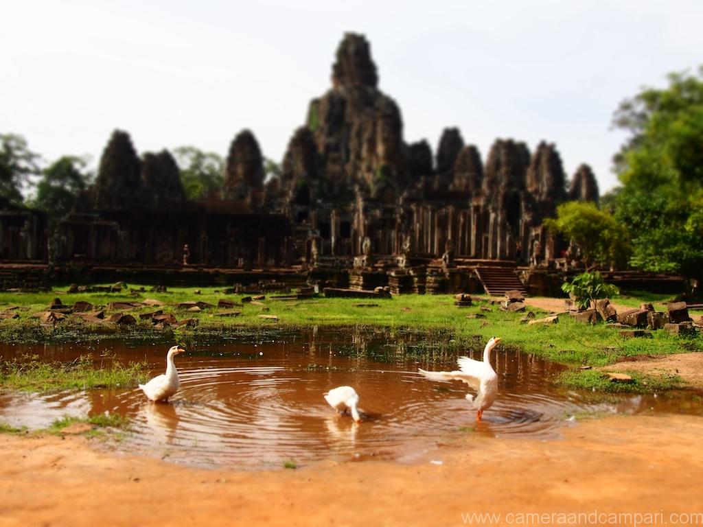 Geese outside Ankor Wat , Siem Reap, Cambodia