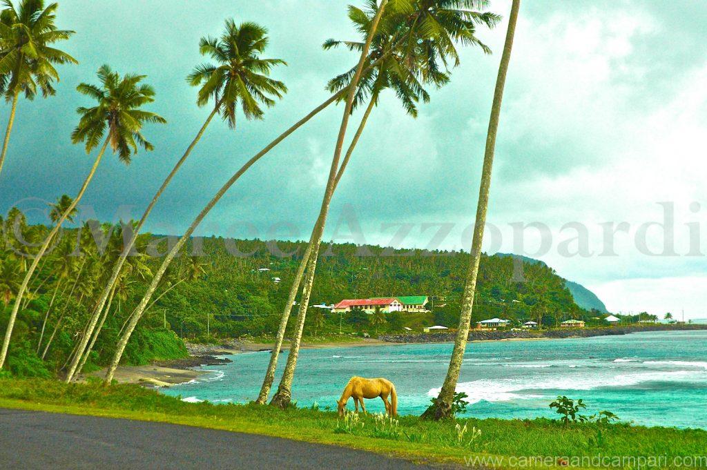 Samoa coastline with palm trees and pony